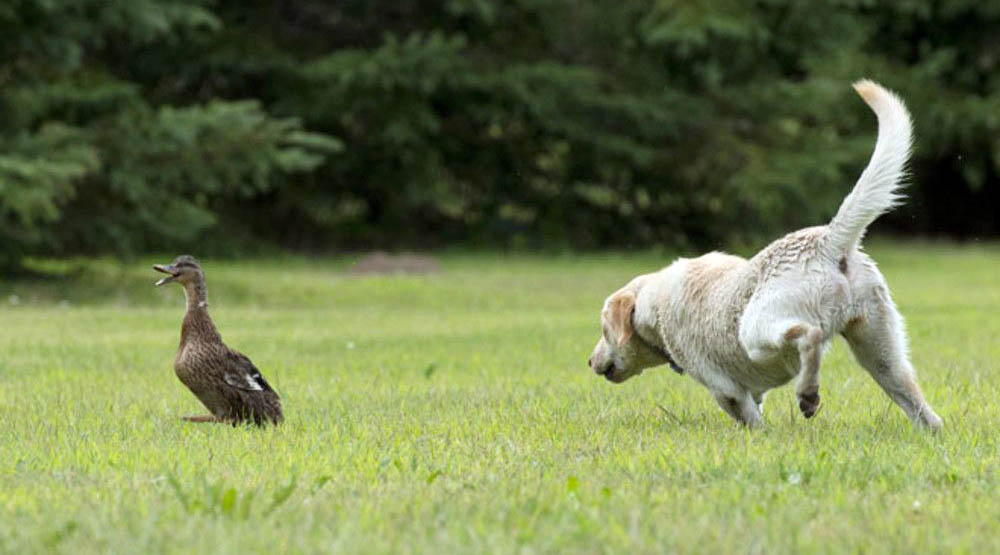 Hunde Anti-Jagd-Training